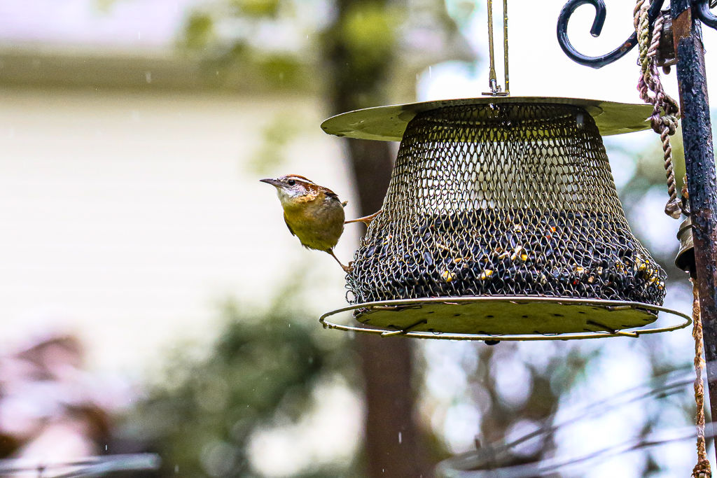 Backyard Birds NH-1811.jpg